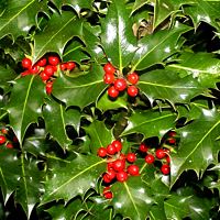 Christmas Holly