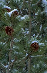 Cones on a Fir Tree