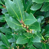Photo of Laurel/Bay Leaves by Andrew Fogg: http://www.flickr.com/photos/ndrwfgg/67881442/