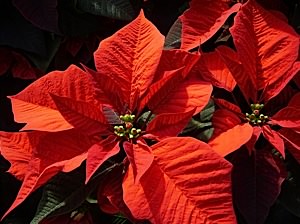 Poinsettias at Christmas on whychristmas?com